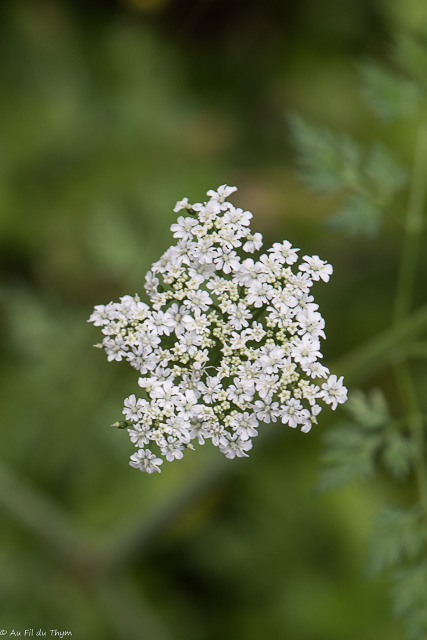 Photographie Plante