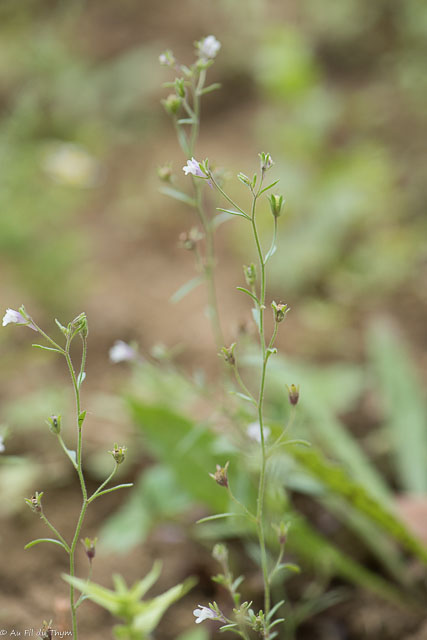 Photographie Plante