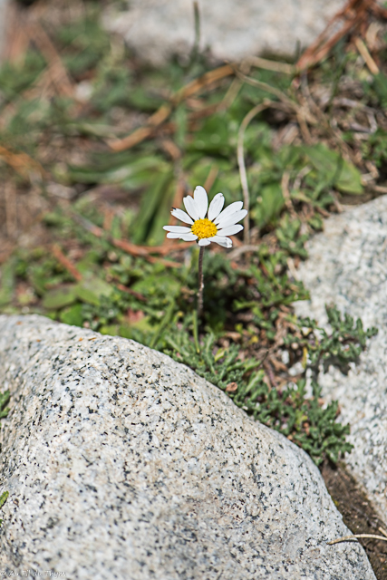 Photographie Plante