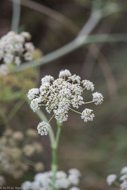 Photographie Plante