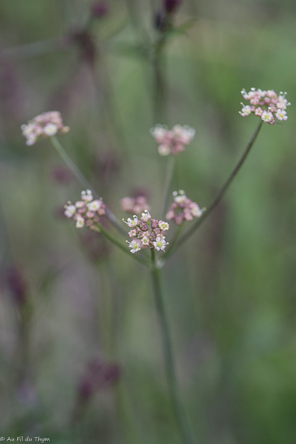 Photographie Plante