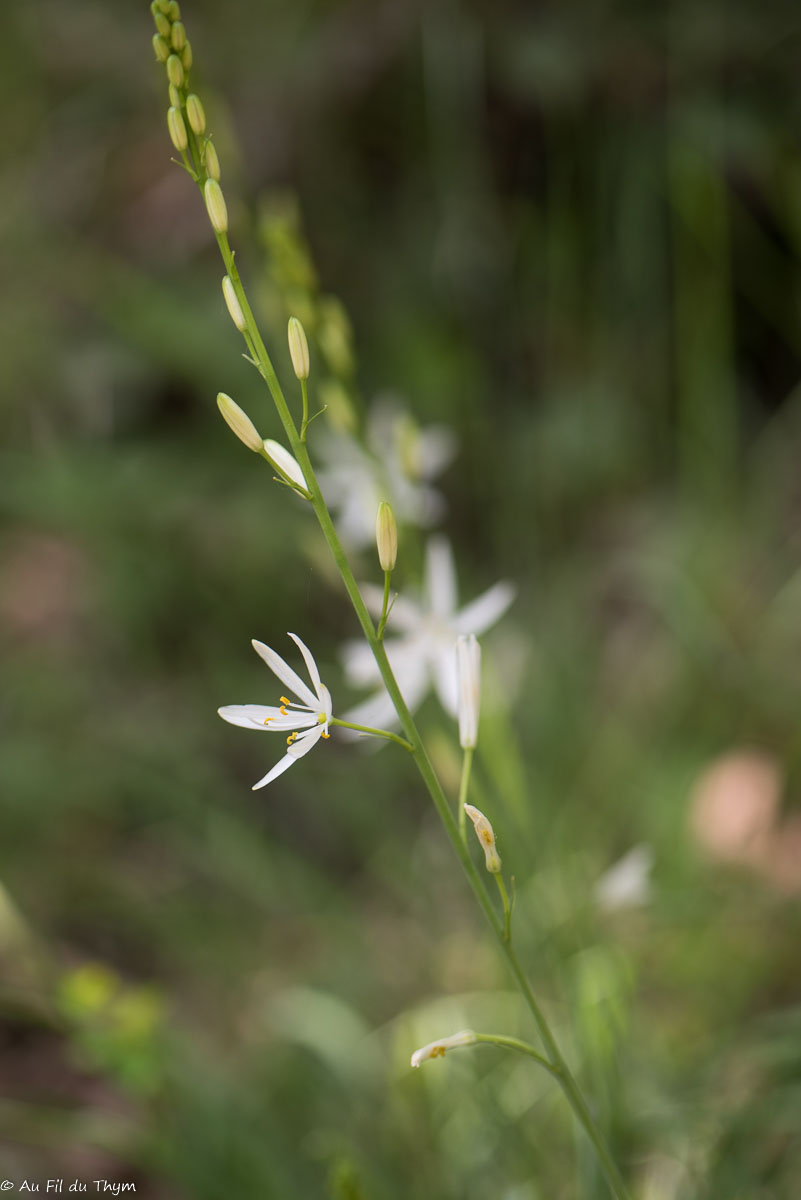 Photographie Plante