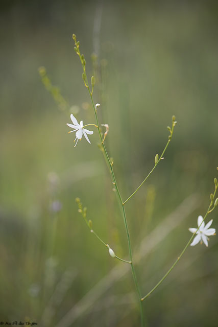 Photographie Plante