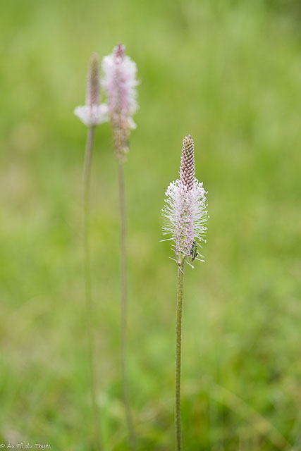 Photographie Plante