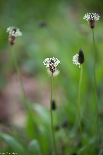 Photographie Plante