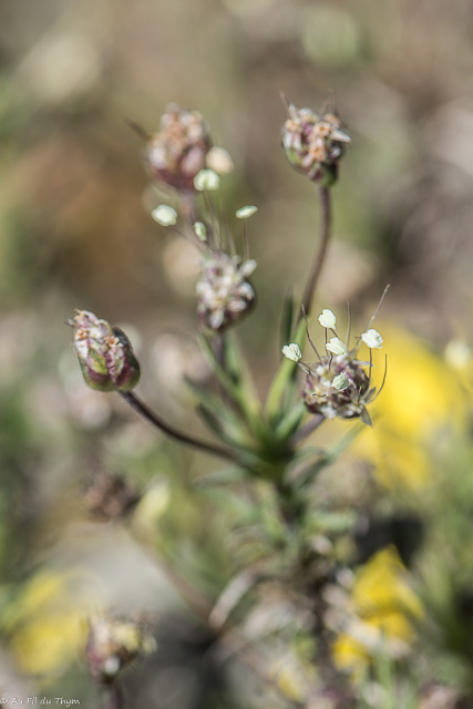 Photographie Plante