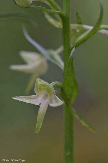 Photographie Plante