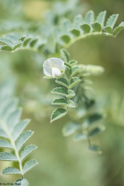 Photographie Plante