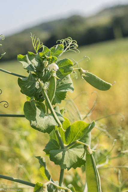 Photographie Plante