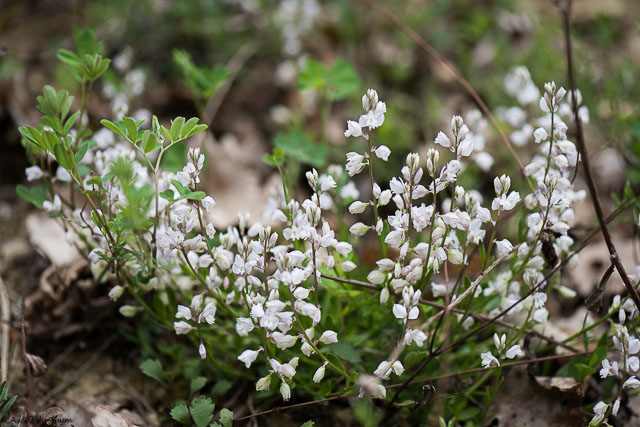 Photographie Plante