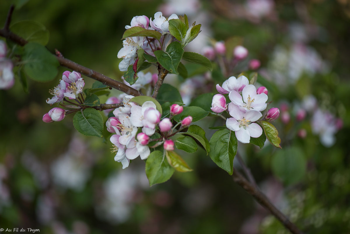 Photographie Plante
