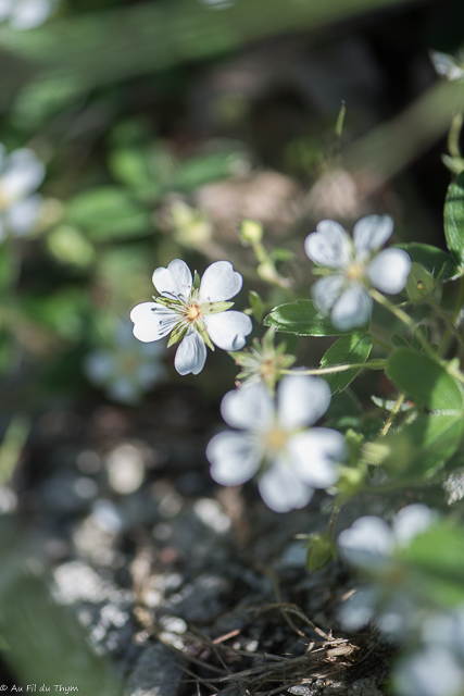 Photographie Plante