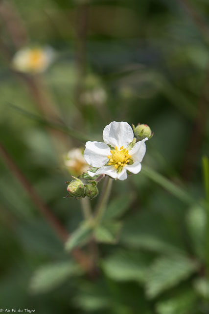 Photographie Plante
