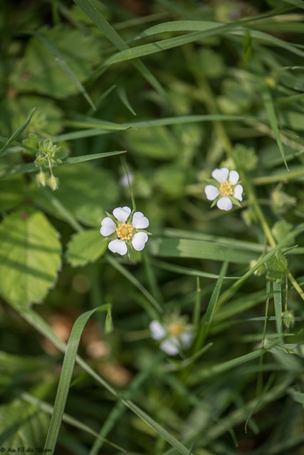 Photographie Plante