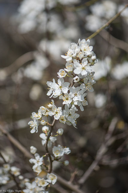 Photographie Plante