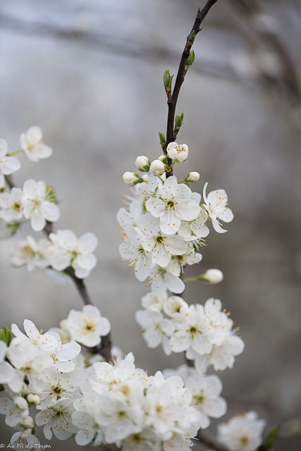Photographie Plante