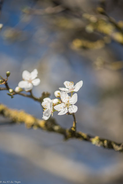 Photographie Plante