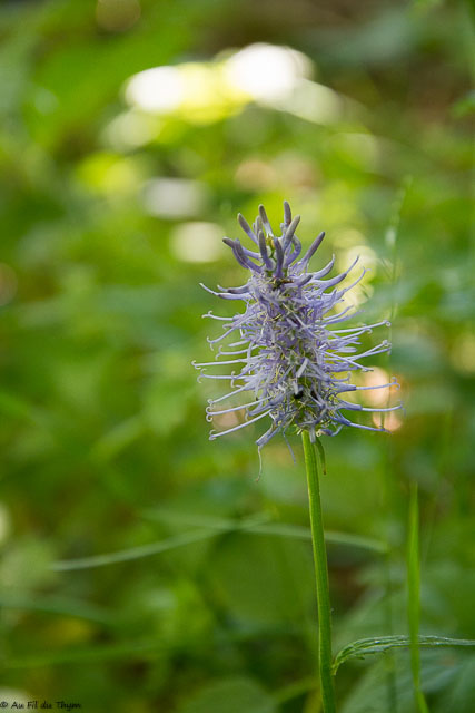 Photographie Plante