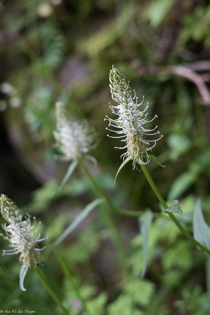Photographie Plante