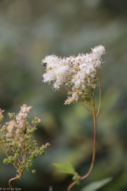 Photographie Plante