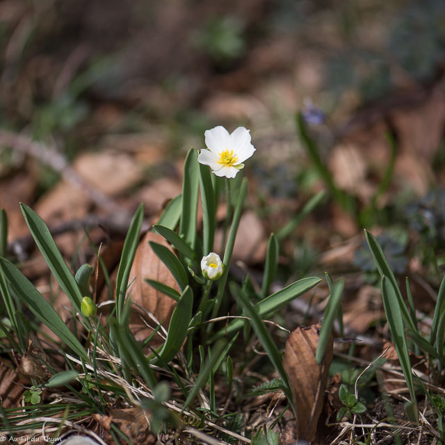 Photographie Plante