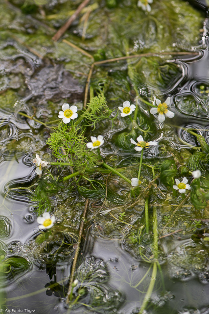 Photographie Plante