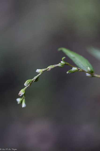 Photographie Plante