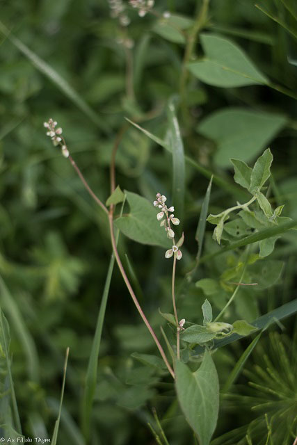 Photographie Plante