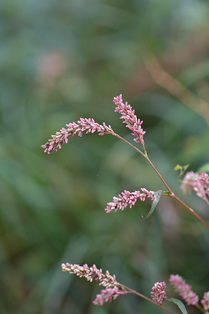 Photographie Plante