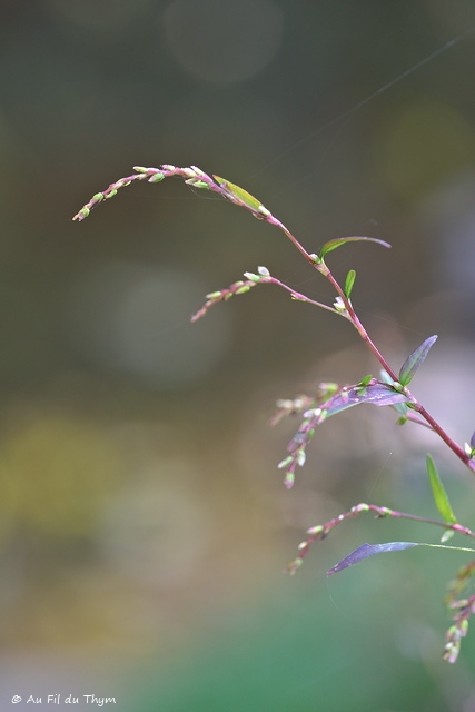 Photographie Plante
