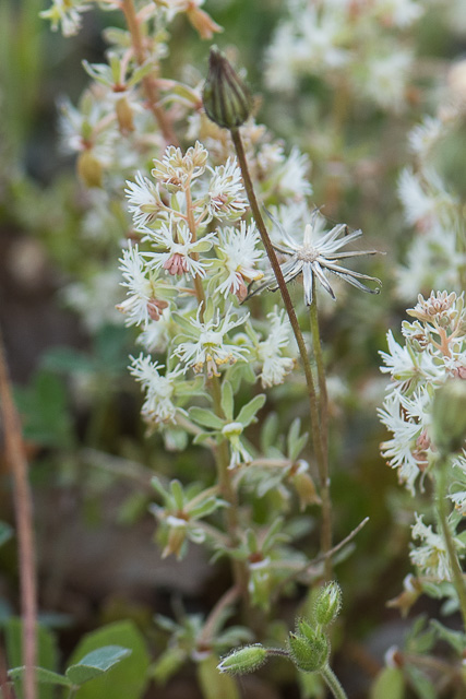 Photographie Plante