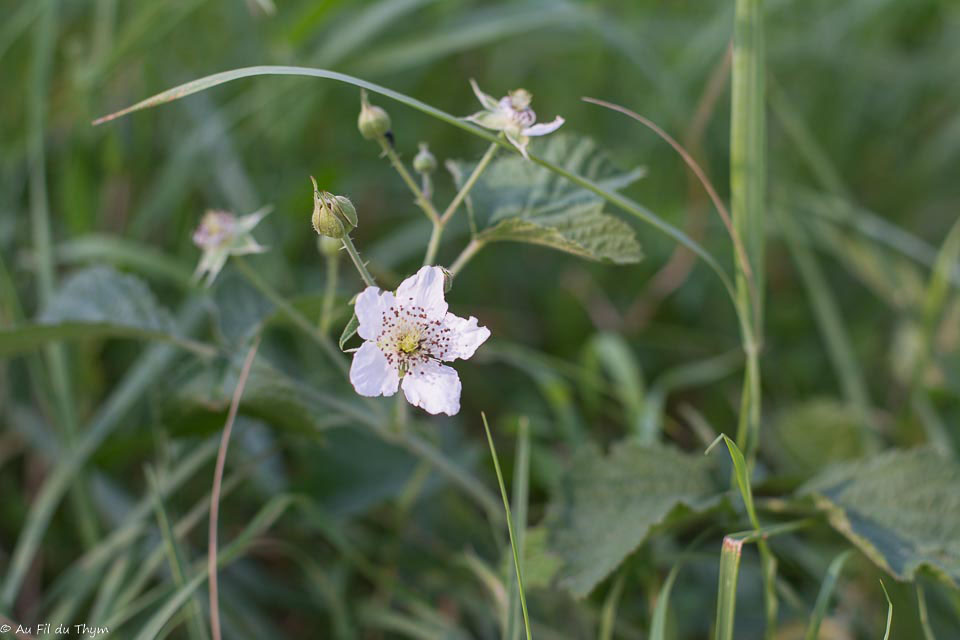 Photographie Plante