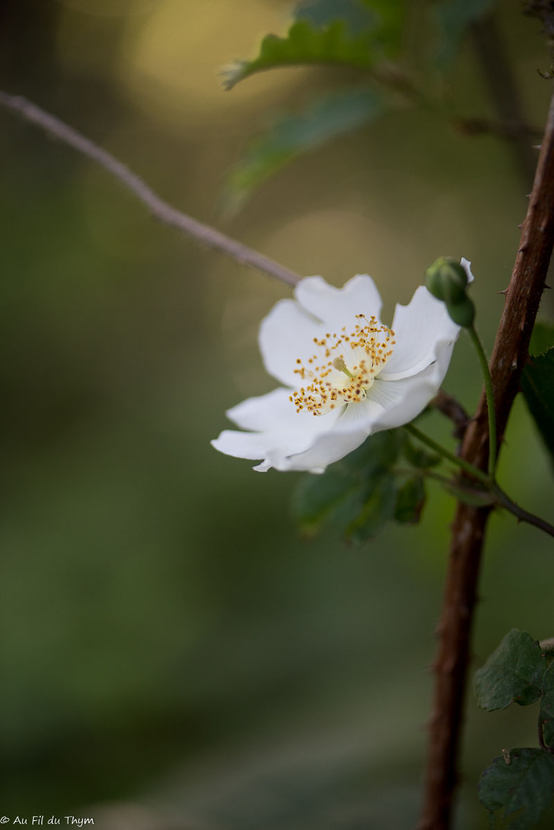 Photographie Plante