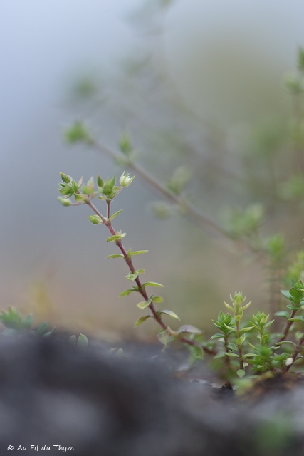 Photographie Plante