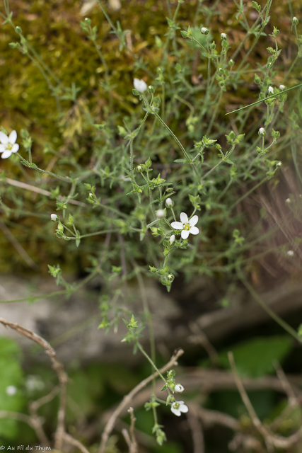Photographie Plante