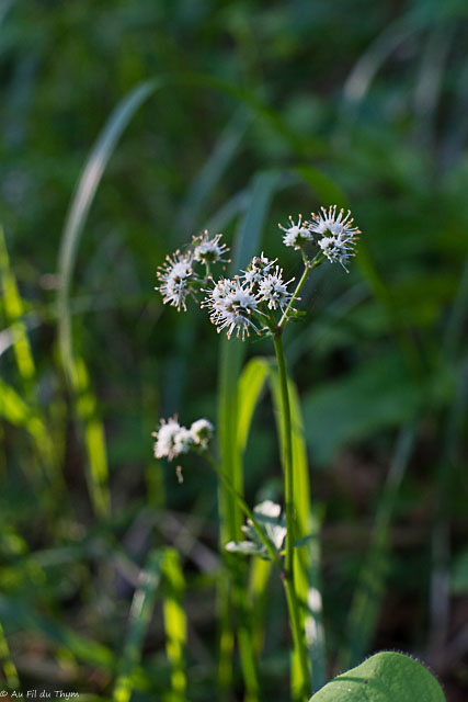 Photographie Plante