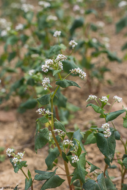 Photographie Plante