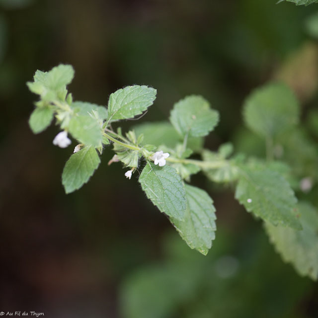 Photographie Plante