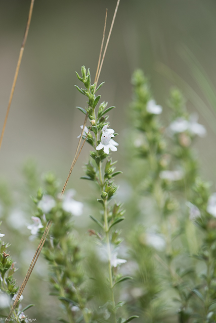 Photographie Plante