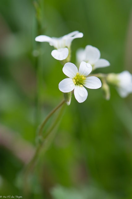 Photographie Plante