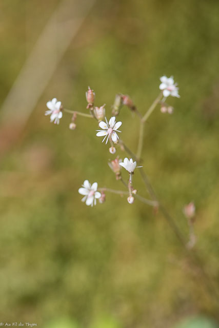 Photographie Plante