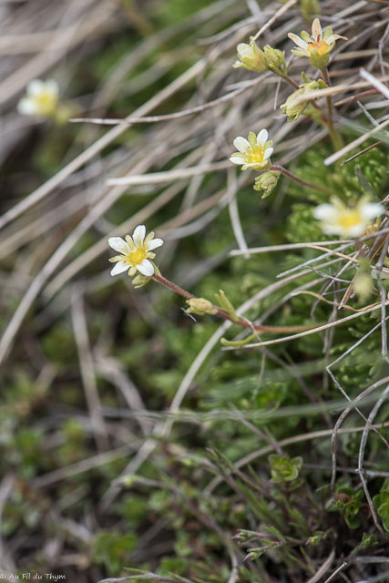 Photographie Plante