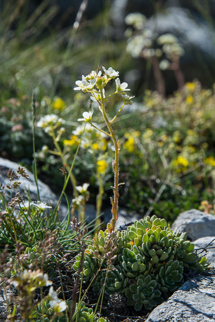 Photographie Plante