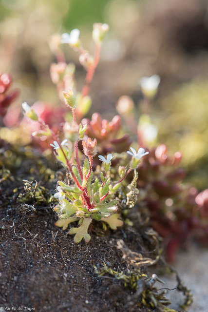 Photographie Plante