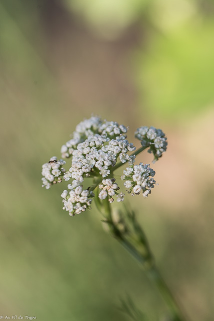 Photographie Plante