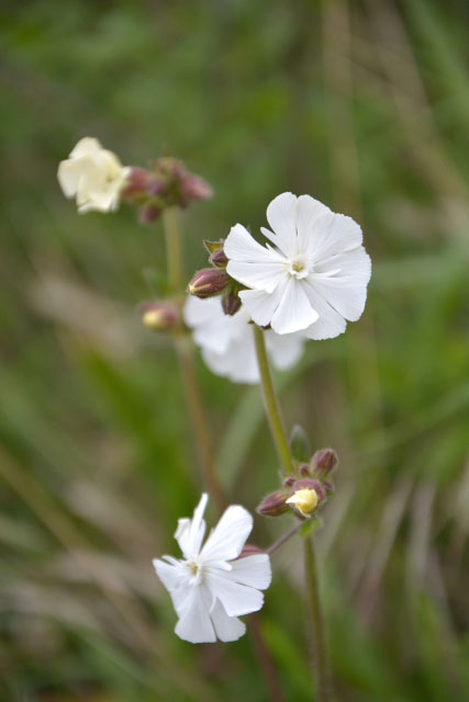Photographie Plante