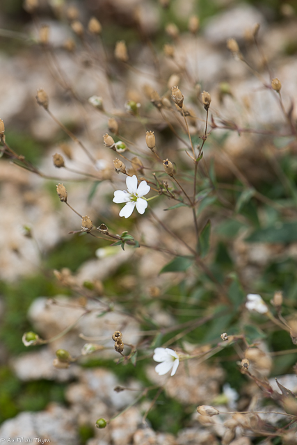 Photographie Plante