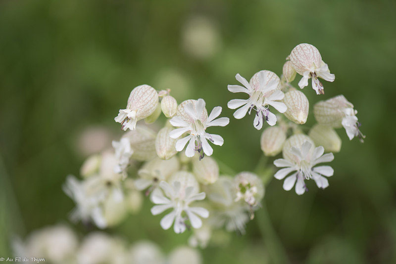 Photographie Plante