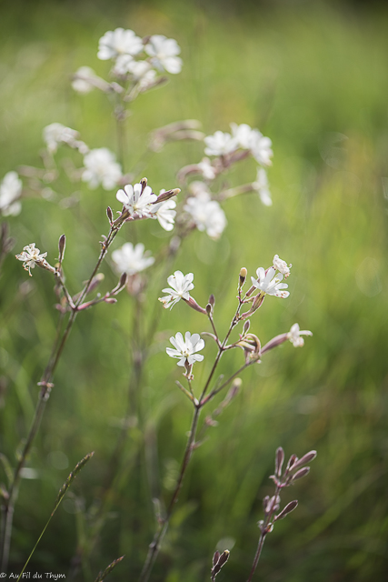 Photographie Plante