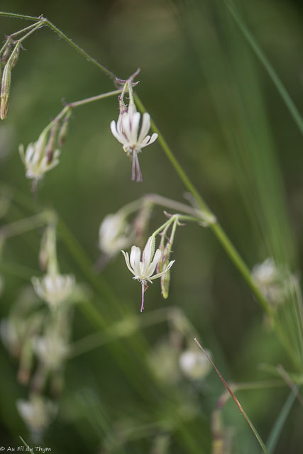 Photographie Plante